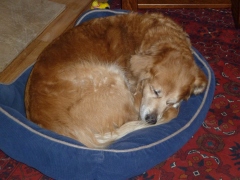 Sweet Izzy curled up in her bed