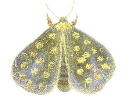 moth watercolor
